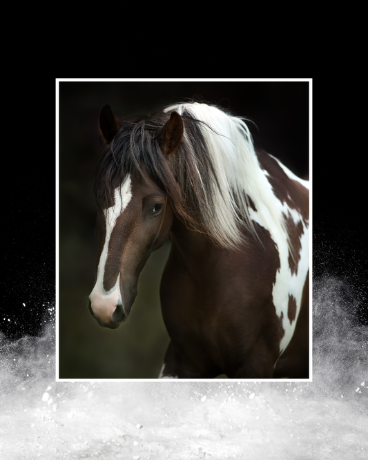 Pourquoi certains chevaux ont-ils une crinière bicolore?