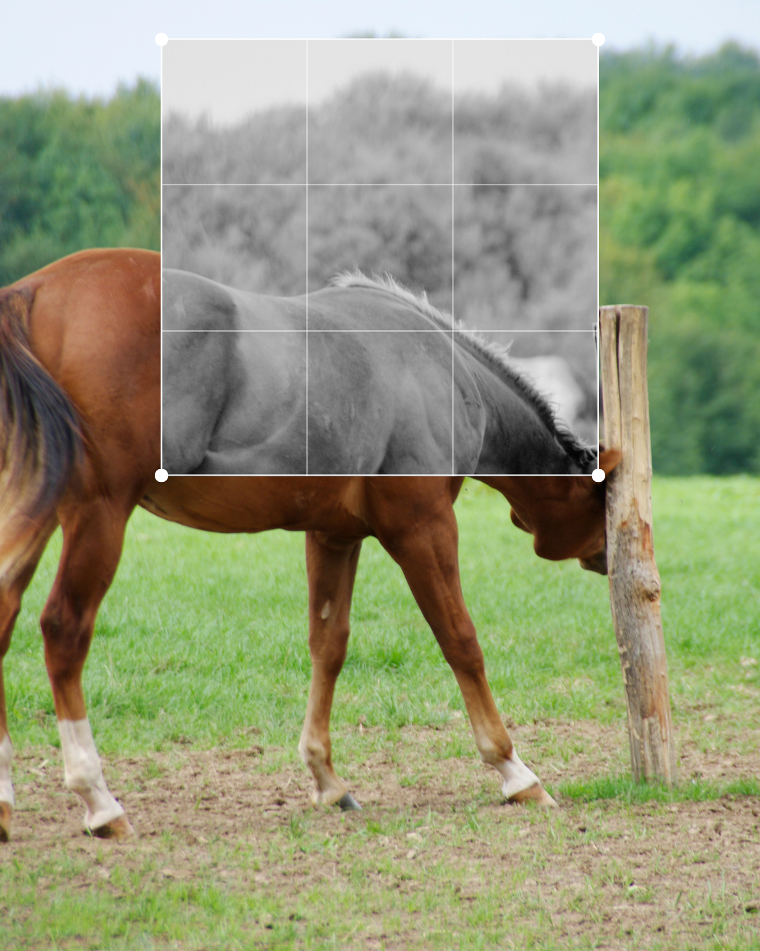 la dermite estivale, la hantise des propriétaires et des chevaux!