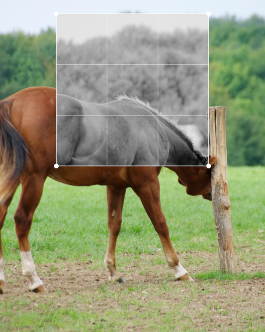 la dermite estivale, la hantise des propriétaires et des chevaux!