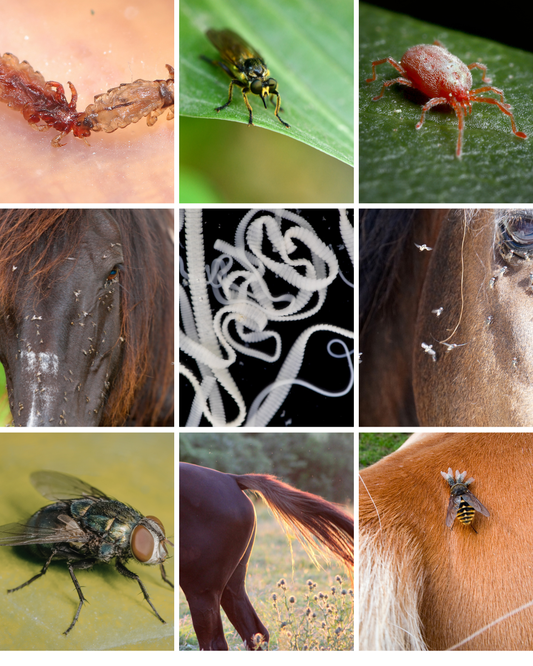 les parasites chez le cheval