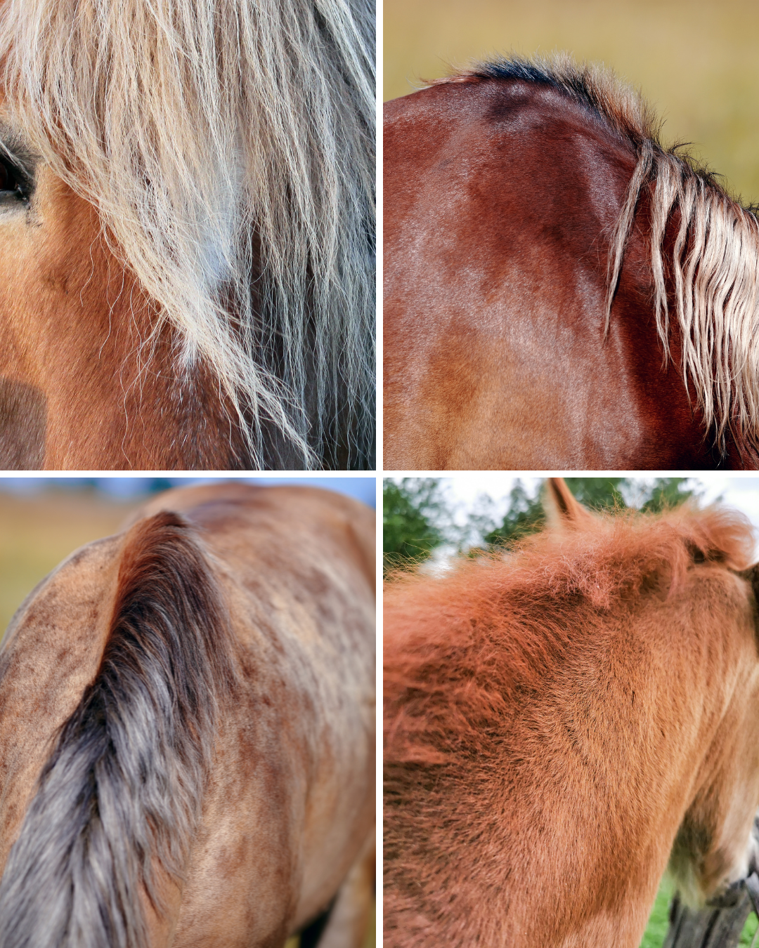 le renouvellement cellulaire et la vie de la crinière du cheval