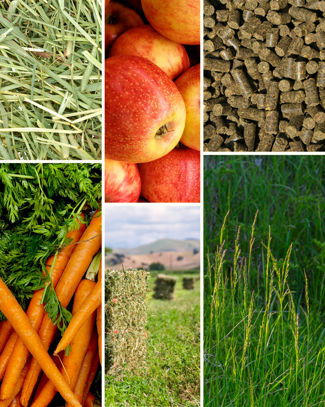 L'alimentation: Son rôle dans la qualité des crins