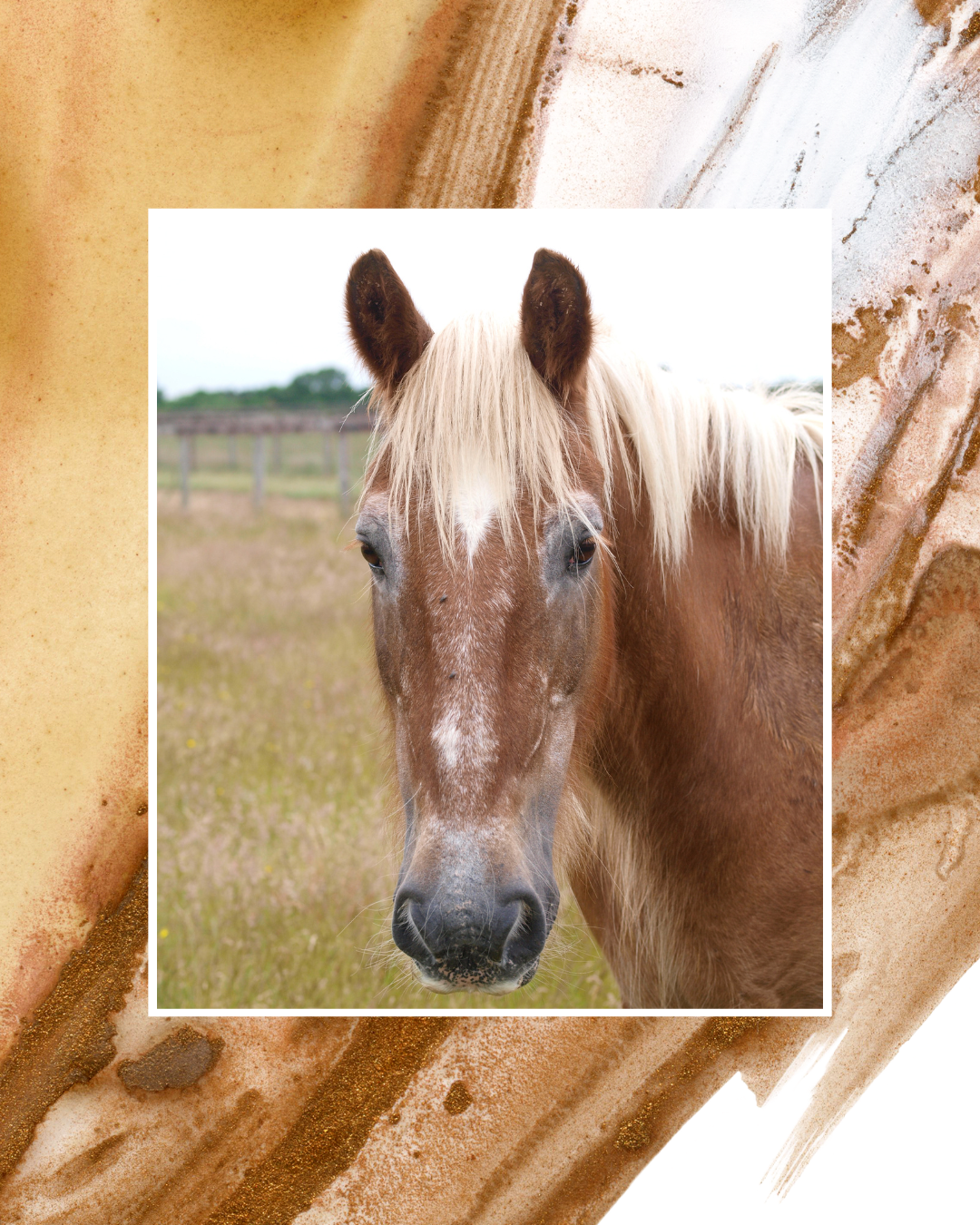 la crinière du cheval âgé et son entretien.