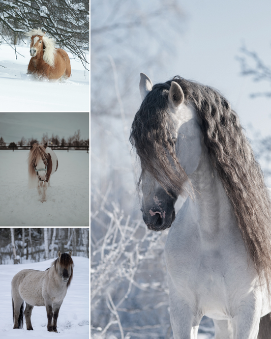 La crinière et le froid.
