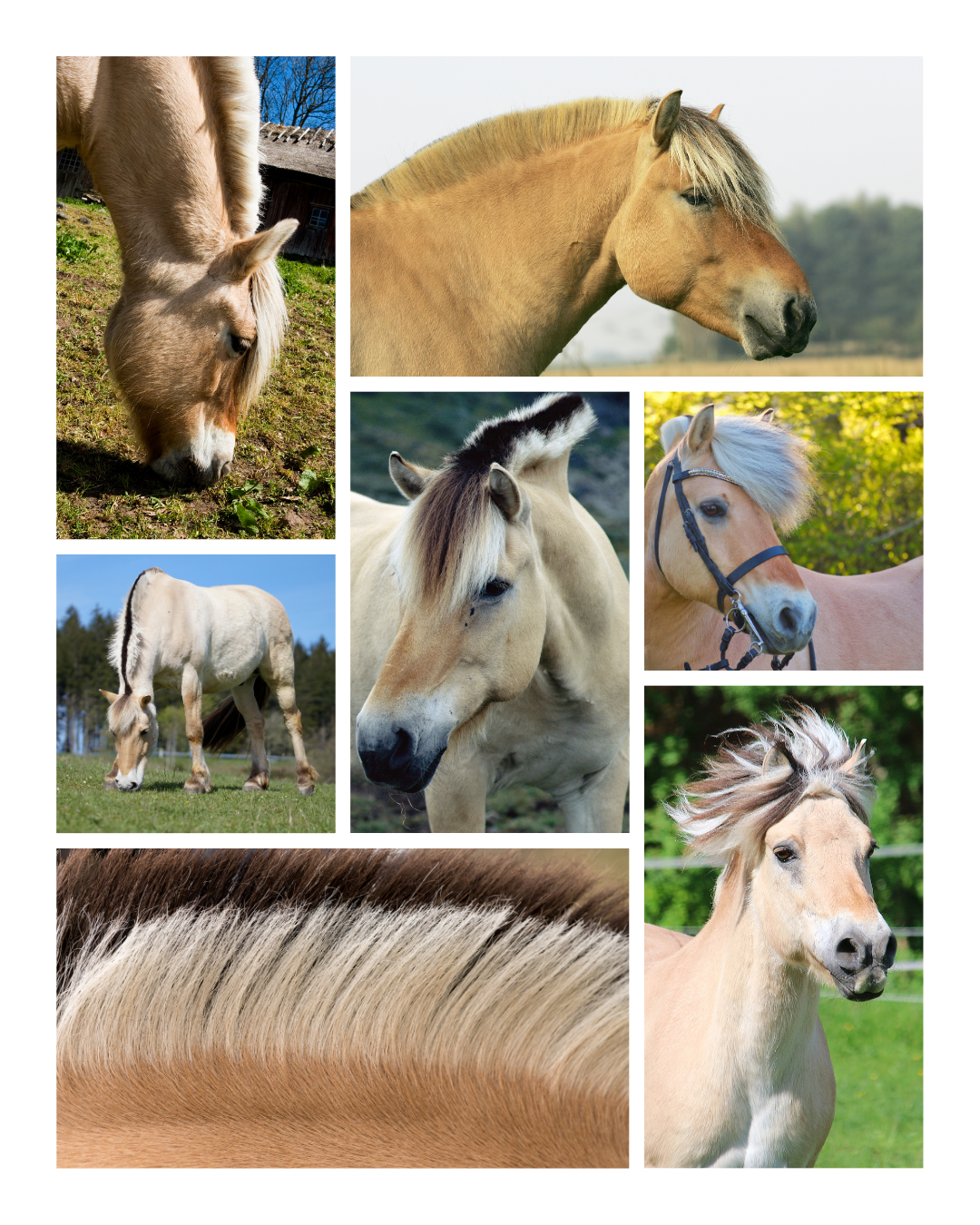 le cheval Fjord et sa crinière atypique